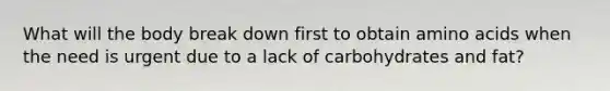 What will the body break down first to obtain amino acids when the need is urgent due to a lack of carbohydrates and fat?