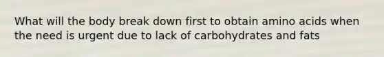 What will the body break down first to obtain amino acids when the need is urgent due to lack of carbohydrates and fats