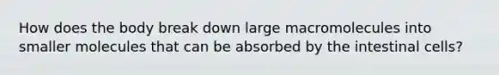 How does the body break down large macromolecules into smaller molecules that can be absorbed by the intestinal cells?