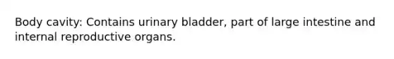 Body cavity: Contains <a href='https://www.questionai.com/knowledge/kb9SdfFdD9-urinary-bladder' class='anchor-knowledge'>urinary bladder</a>, part of <a href='https://www.questionai.com/knowledge/kGQjby07OK-large-intestine' class='anchor-knowledge'>large intestine</a> and internal reproductive organs.