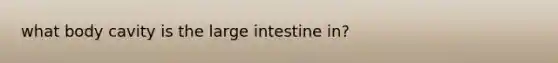 what body cavity is the large intestine in?