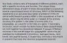 Your body contains tens of thousands of different proteins, each with a specific structure and function. The unique three-dimensional shape of each of these diverse proteins is based on several superimposed levels of structure. Which of the following statements is an accurate description of proteins? A-The 20 amino acids found in proteins differ in the composition of their R groups, which may be either polar or charged. B-The primary structure of a protein is the order of amino acids in a polypeptide, as coded for in the DNA of a gene. C-Secondary structures, which include the alpha helix or beta pleated sheet, are held together by interactions between R groups. D-Tertiary structure is the overall shape of a polypeptide, which may be stabilized by hydrophobic interactions, hydrogen bonds, ionic bonds, and peptide bonds. E-Quaternary structure is only found in proteins that have four identical polypeptide subunits.