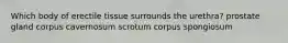 Which body of erectile tissue surrounds the urethra? prostate gland corpus cavernosum scrotum corpus spongiosum