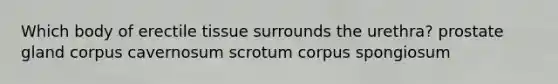 Which body of erectile tissue surrounds the urethra? prostate gland corpus cavernosum scrotum corpus spongiosum