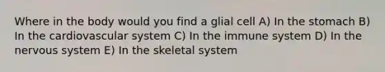 Where in the body would you find a glial cell A) In <a href='https://www.questionai.com/knowledge/kLccSGjkt8-the-stomach' class='anchor-knowledge'>the stomach</a> B) In the cardiovascular system C) In the immune system D) In the <a href='https://www.questionai.com/knowledge/kThdVqrsqy-nervous-system' class='anchor-knowledge'>nervous system</a> E) In the skeletal system