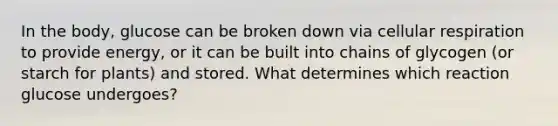 In the body, glucose can be broken down via <a href='https://www.questionai.com/knowledge/k1IqNYBAJw-cellular-respiration' class='anchor-knowledge'>cellular respiration</a> to provide energy, or it can be built into chains of glycogen (or starch for plants) and stored. What determines which reaction glucose undergoes?