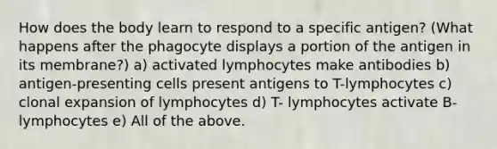 How does the body learn to respond to a specific antigen? (What happens after the phagocyte displays a portion of the antigen in its membrane?) a) activated lymphocytes make antibodies b) antigen-presenting cells present antigens to T-lymphocytes c) clonal expansion of lymphocytes d) T- lymphocytes activate B-lymphocytes e) All of the above.