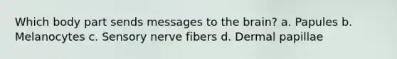 Which body part sends messages to <a href='https://www.questionai.com/knowledge/kLMtJeqKp6-the-brain' class='anchor-knowledge'>the brain</a>? a. Papules b. Melanocytes c. Sensory nerve fibers d. Dermal papillae