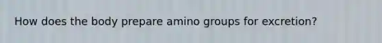 How does the body prepare amino groups for excretion?