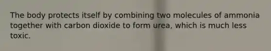 The body protects itself by combining two molecules of ammonia together with carbon dioxide to form urea, which is much less toxic.