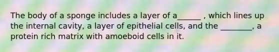 The body of a sponge includes a layer of a______ , which lines up the internal cavity, a layer of epithelial cells, and the ________, a protein rich matrix with amoeboid cells in it.