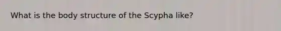 What is the body structure of the Scypha like?