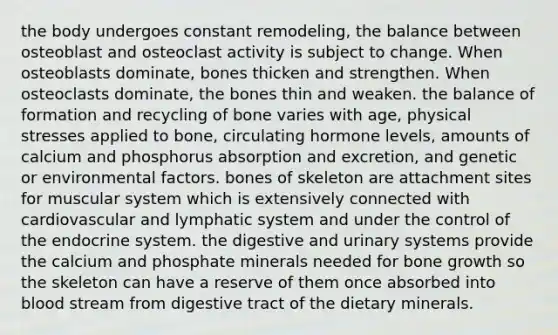 the body undergoes constant remodeling, the balance between osteoblast and osteoclast activity is subject to change. When osteoblasts dominate, bones thicken and strengthen. When osteoclasts dominate, the bones thin and weaken. the balance of formation and recycling of bone varies with age, physical stresses applied to bone, circulating hormone levels, amounts of calcium and phosphorus absorption and excretion, and genetic or environmental factors. bones of skeleton are attachment sites for muscular system which is extensively connected with cardiovascular and lymphatic system and under the control of the endocrine system. the digestive and urinary systems provide the calcium and phosphate minerals needed for bone growth so the skeleton can have a reserve of them once absorbed into blood stream from digestive tract of the dietary minerals.