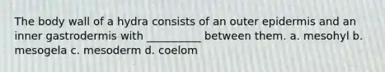 The body wall of a hydra consists of an outer epidermis and an inner gastrodermis with __________ between them. a. mesohyl b. mesogela c. mesoderm d. coelom