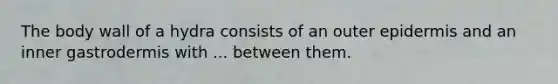 The body wall of a hydra consists of an outer epidermis and an inner gastrodermis with ... between them.