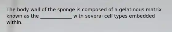 The body wall of the sponge is composed of a gelatinous matrix known as the _____________ with several cell types embedded within.