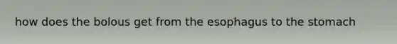 how does the bolous get from <a href='https://www.questionai.com/knowledge/kSjVhaa9qF-the-esophagus' class='anchor-knowledge'>the esophagus</a> to <a href='https://www.questionai.com/knowledge/kLccSGjkt8-the-stomach' class='anchor-knowledge'>the stomach</a>