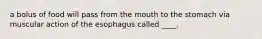 a bolus of food will pass from the mouth to the stomach via muscular action of the esophagus called ____.