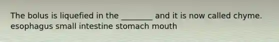 The bolus is liquefied in the ________ and it is now called chyme. esophagus small intestine stomach mouth