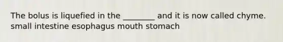 The bolus is liquefied in the ________ and it is now called chyme. small intestine esophagus mouth stomach