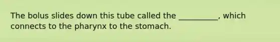 The bolus slides down this tube called the __________, which connects to the pharynx to the stomach.