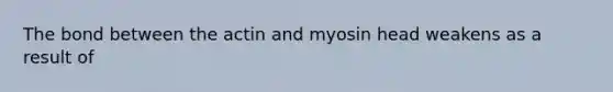 The bond between the actin and myosin head weakens as a result of