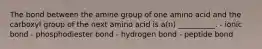 The bond between the amine group of one amino acid and the carboxyl group of the next amino acid is a(n) __________. - ionic bond - phosphodiester bond - hydrogen bond - peptide bond