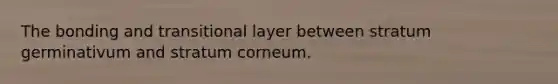 The bonding and transitional layer between stratum germinativum and stratum corneum.