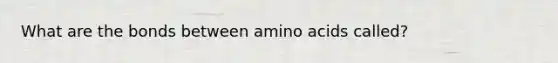 What are the bonds between amino acids called?