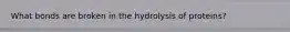 What bonds are broken in the hydrolysis of proteins?