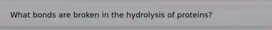 What bonds are broken in the hydrolysis of proteins?