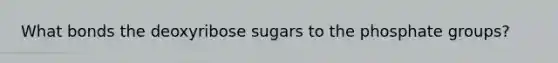 What bonds the deoxyribose sugars to the phosphate groups?