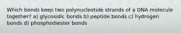 Which bonds keep two polynucleotide strands of a DNA molecule together? a) glycosidic bonds b) peptide bonds c) hydrogen bonds d) phosphodiester bonds