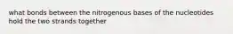 what bonds between the nitrogenous bases of the nucleotides hold the two strands together