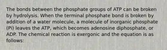 The bonds between the phosphate groups of ATP can be broken by hydrolysis. When the terminal phosphate bond is broken by addition of a water molecule, a molecule of inorganic phosphate (Pi) leaves the ATP, which becomes adenosine diphosphate, or ADP. The chemical reaction is exergonic and the equation is as follows: