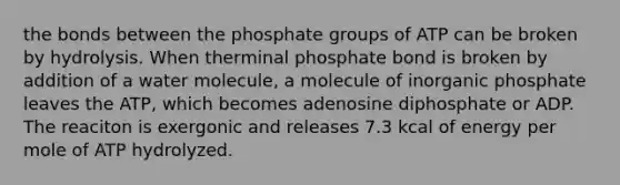 the bonds between the phosphate groups of ATP can be broken by hydrolysis. When therminal phosphate bond is broken by addition of a water molecule, a molecule of inorganic phosphate leaves the ATP, which becomes adenosine diphosphate or ADP. The reaciton is exergonic and releases 7.3 kcal of energy per mole of ATP hydrolyzed.