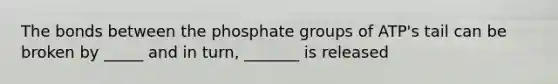 The bonds between the phosphate groups of ATP's tail can be broken by _____ and in turn, _______ is released