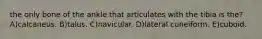the only bone of the ankle that articulates with the tibia is the? A)calcaneus. B)talus. C)navicular. D)lateral cuneiform. E)cuboid.