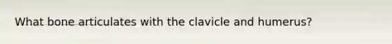 What bone articulates with the clavicle and humerus?