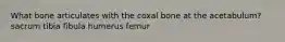 What bone articulates with the coxal bone at the acetabulum? sacrum tibia fibula humerus femur