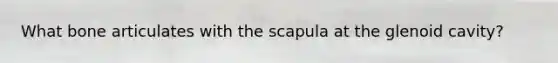 What bone articulates with the scapula at the glenoid cavity?