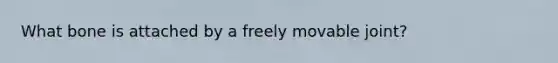 What bone is attached by a freely movable joint?