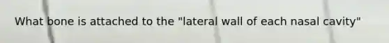 What bone is attached to the "lateral wall of each nasal cavity"