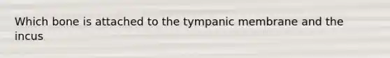 Which bone is attached to the tympanic membrane and the incus