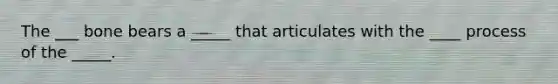 The ___ bone bears a _____ that articulates with the ____ process of the _____.