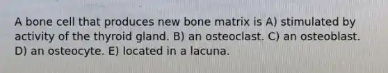 A bone cell that produces new bone matrix is A) stimulated by activity of the thyroid gland. B) an osteoclast. C) an osteoblast. D) an osteocyte. E) located in a lacuna.