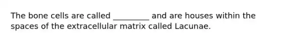 The bone cells are called _________ and are houses within the spaces of the extracellular matrix called Lacunae.