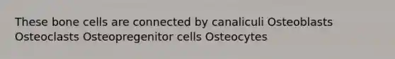 These bone cells are connected by canaliculi Osteoblasts Osteoclasts Osteopregenitor cells Osteocytes