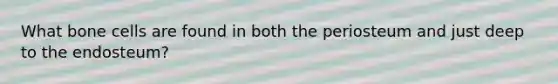 What bone cells are found in both the periosteum and just deep to the endosteum?