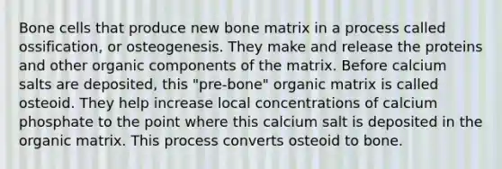 Bone cells that produce new bone matrix in a process called ossification, or osteogenesis. They make and release the proteins and other organic components of the matrix. Before calcium salts are deposited, this "pre-bone" organic matrix is called osteoid. They help increase local concentrations of calcium phosphate to the point where this calcium salt is deposited in the organic matrix. This process converts osteoid to bone.